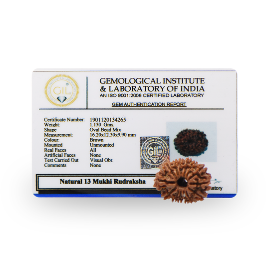 Natural 13 Mukhi Nepali Rudraksha With Certificate-13R96