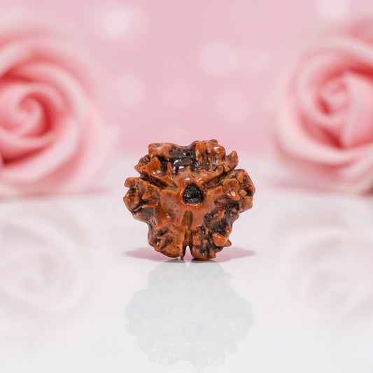 Natural 3 Mukhi Rudraksha Beads  AAA Premium Quality