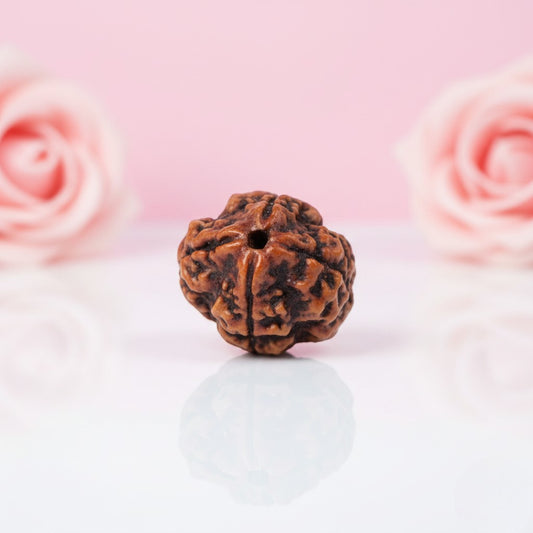 Natural 4 Mukhi Rudraksha Beads – AAA Premium Quality