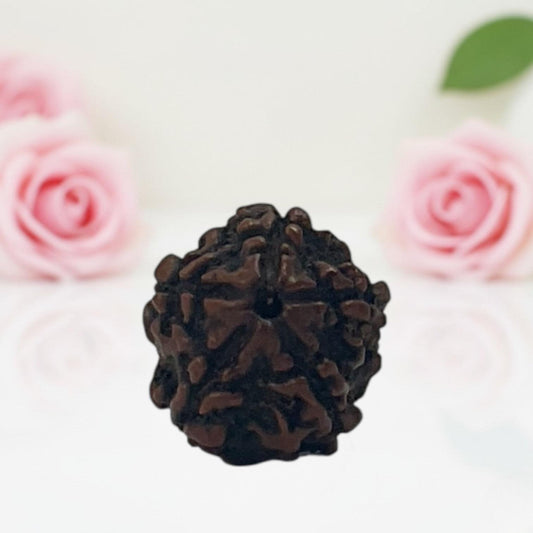 Natural 5 Mukhi Rudraksha Beads – A Premium Quality