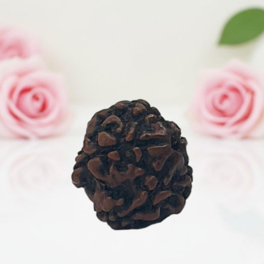 Natural 5 Mukhi Rudraksha Beads – A Premium Quality