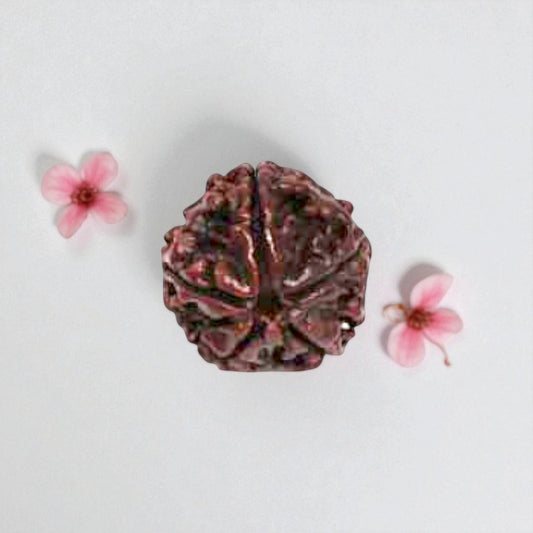 Natural 5 Mukhi Rudraksha Beads