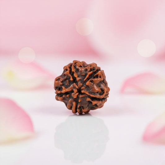 Natural 5 Mukhi Rudraksha Beads – AAA Premium Quality