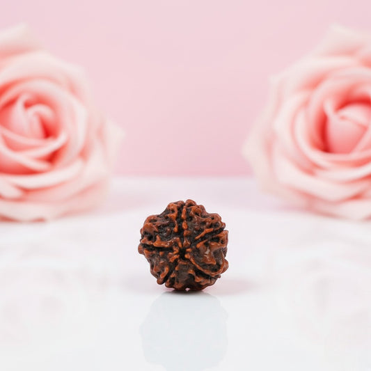 Natural 5 Mukhi Rudraksha Beads – AAA Premium Quality