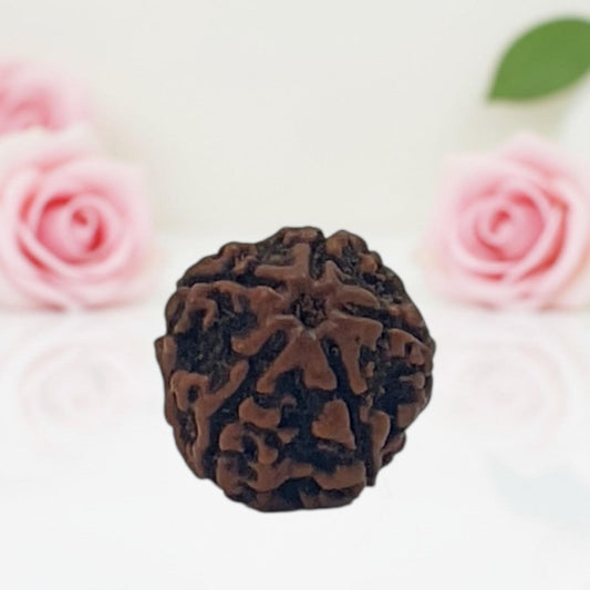 Natural 5 Mukhi Rudraksha Beads – AA Premium Quality