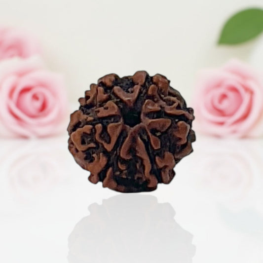 Natural 6 Mukhi Rudraksha Beads – AA Premium Quality