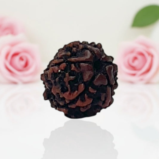 Natural 6 Mukhi Rudraksha Beads – A Premium Quality