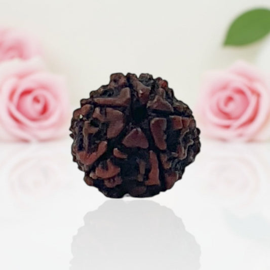 Natural 6 Mukhi Rudraksha Beads – A Premium Quality