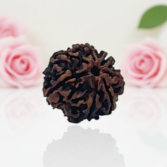 Natural 7 Mukhi Rudraksha Beads – A Premium Quality