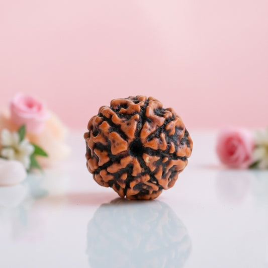 Natural 7 Mukhi Rudraksha Beads – AAA Premium Quality
