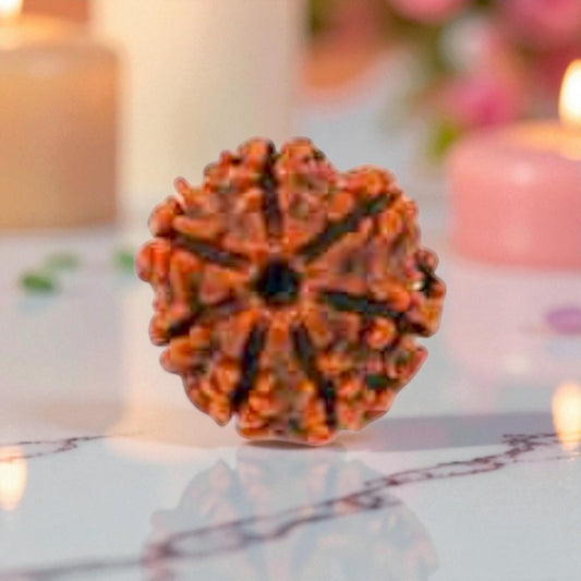 Natural 7 Mukhi Rudraksha Beads