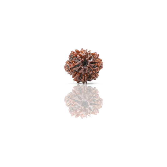 Natural 8 Mukhi Nepali Rudraksha With Certificate-8R44