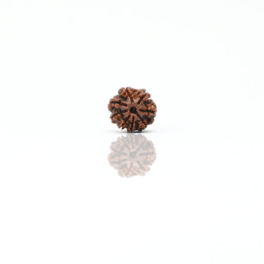 Natural 8 Mukhi Nepali Rudraksha With Certificate-8R45