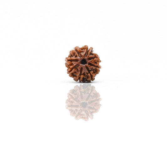 Natural 8 Mukhi Nepali Rudraksha With Certificate-8R46