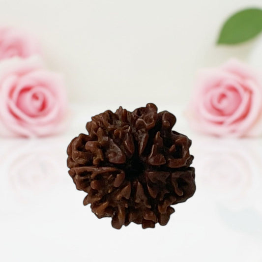 Natural 8 Mukhi Rudraksha Beads – A Premium Quality