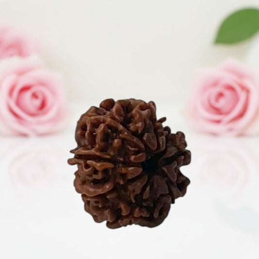 Natural 8 Mukhi Rudraksha Beads – A Premium Quality