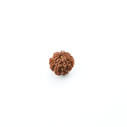 Natural 9 Mukhi Nepali Rudraksha With Certificate-9R47