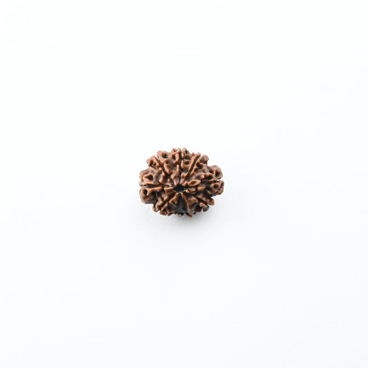 Natural 9 Mukhi Nepali Rudraksha With Certificate-9R48