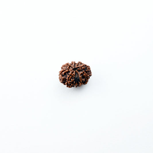 Natural 9 Mukhi Nepali Rudraksha With Certificate-9R48