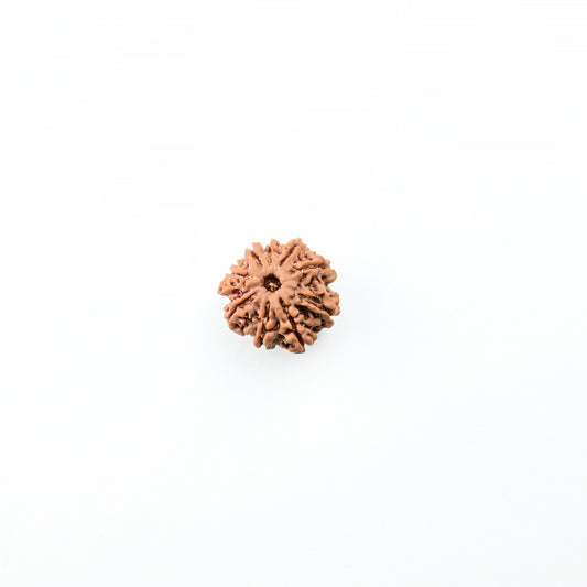 Natural 9 Mukhi Nepali Rudraksha With Certificate-9R49