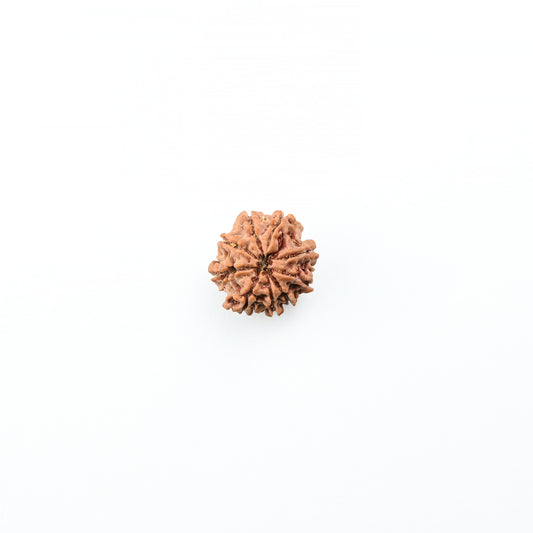 Natural 9 Mukhi Nepali Rudraksha With Certificate-9R49