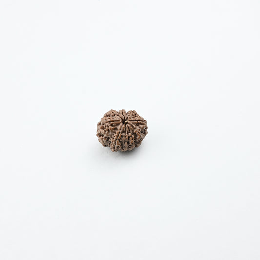 Natural 9 Mukhi Nepali Rudraksha With Certificate-9R50