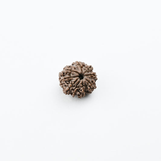 Natural 9 Mukhi Nepali Rudraksha With Certificate-9R52