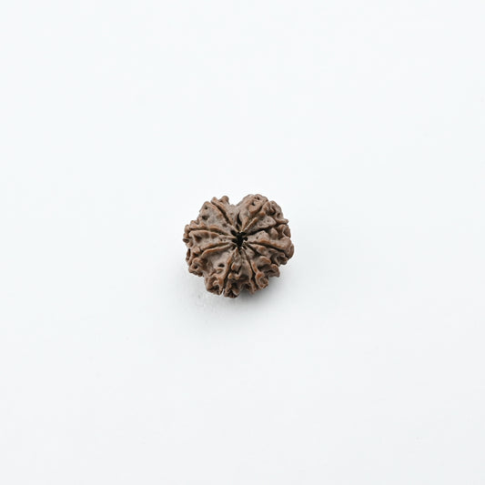 Natural 9 Mukhi Nepali Rudraksha With Certificate-9R52