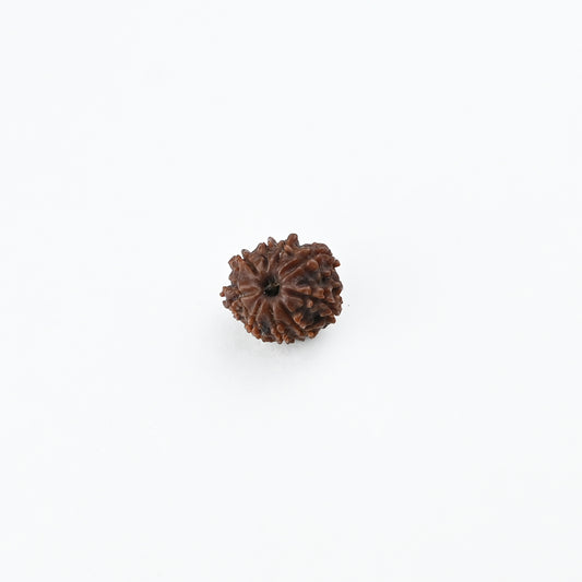 Natural 9 Mukhi Nepali Rudraksha With Certificate-9R51