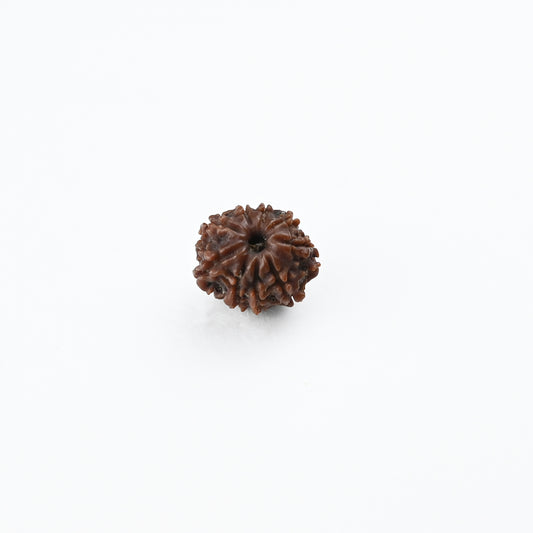 Natural 9 Mukhi Nepali Rudraksha With Certificate-9R51