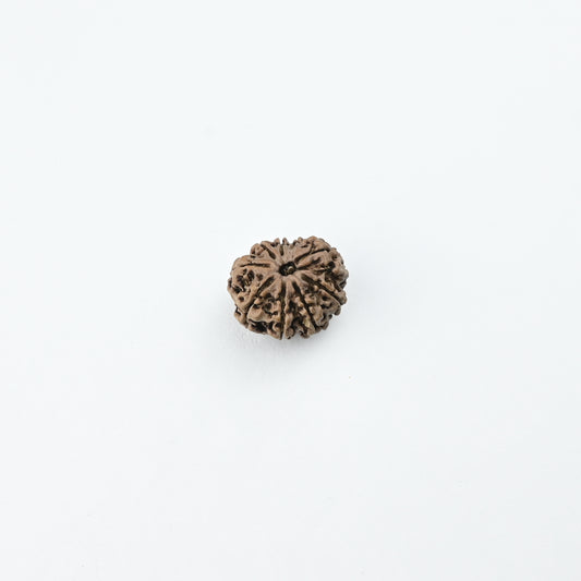 Natural 9 Mukhi Nepali Rudraksha With Certificate-9R53