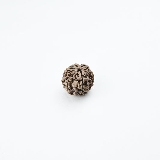 Natural 9 Mukhi Nepali Rudraksha With Certificate-9R53