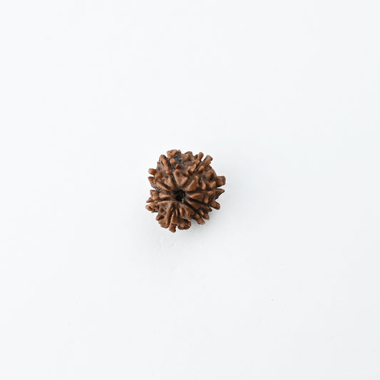 Natural 9 Mukhi Nepali Rudraksha With Certificate-9R54