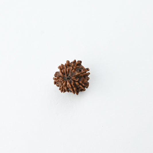 Natural 9 Mukhi Nepali Rudraksha With Certificate-9R54