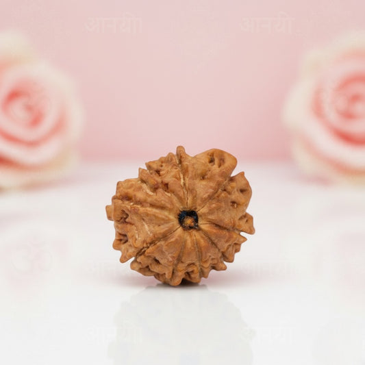 Natural 9 Mukhi Rudraksha Beads – AA Premium Quality