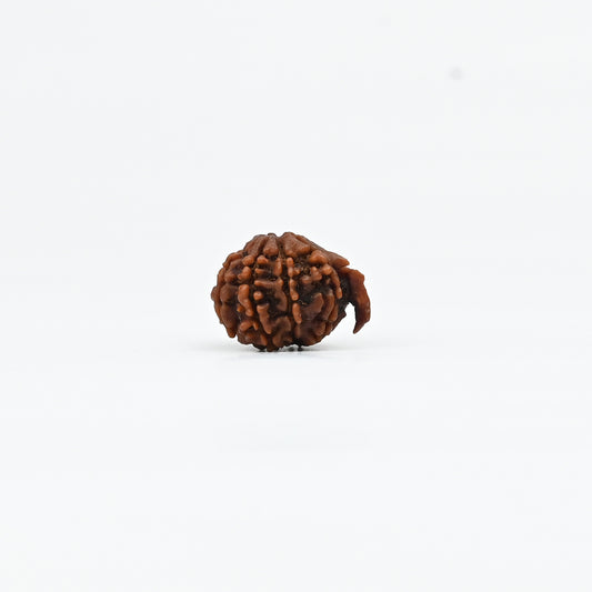 Natural Ganesha Nepali Rudraksha With Certificate-GR85