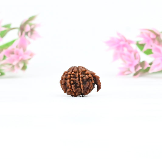 Natural Ganesha Nepali Rudraksha With Certificate-GR85