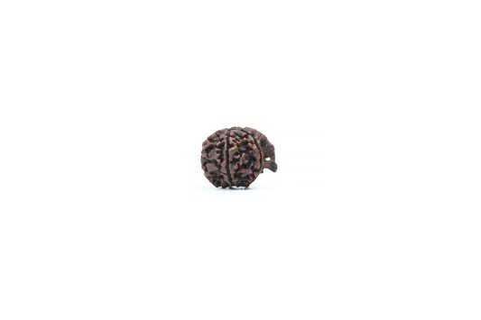 Natural Ganesha Nepali Rudraksha With Certificate-GR86