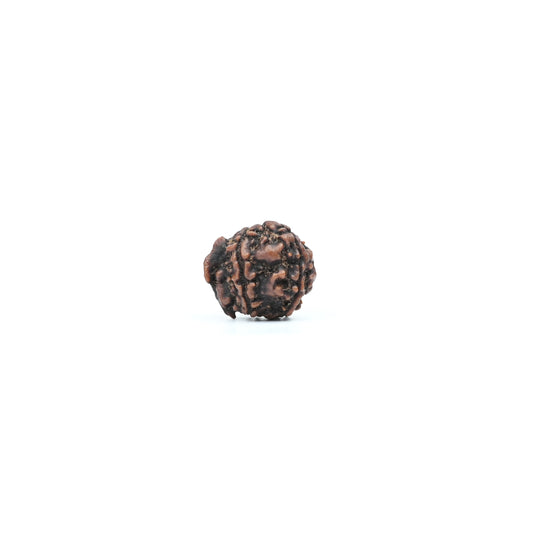 Natural Ganesha Nepali Rudraksha With Certificate-GR88