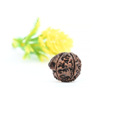 Natural Ganesha Nepali Rudraksha With Certificate-GR90