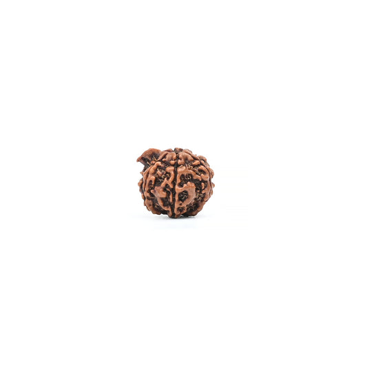 Natural Ganesha Nepali Rudraksha With Certificate-GR89