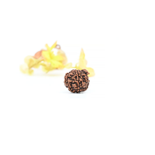 Natural Ganesha Nepali Rudraksha With Certificate-GR89