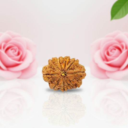 Natural 10 Mukhi Rudraksha Beads  AA Premium Quality