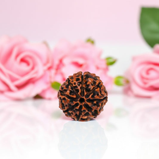 Natural 8 Mukhi Rudraksha Beads  A Premium Quality