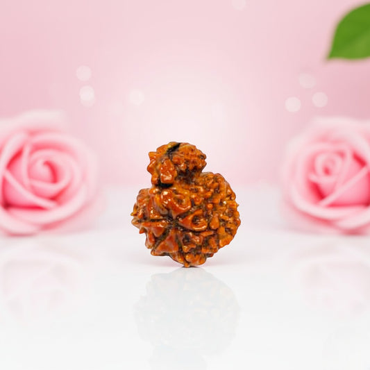 Garbh Gauri Rudraksha Beads