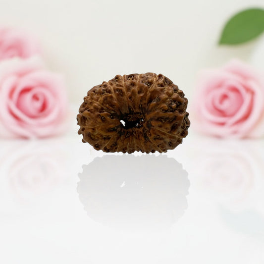 Natural 15 Mukhi Rudraksha