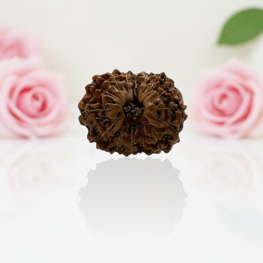 Natural 15 Mukhi Rudraksha