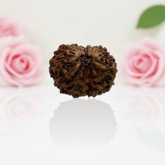 Natural 15 Mukhi Rudraksha