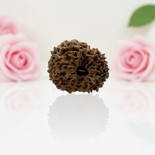 Natural 15 Mukhi Rudraksha