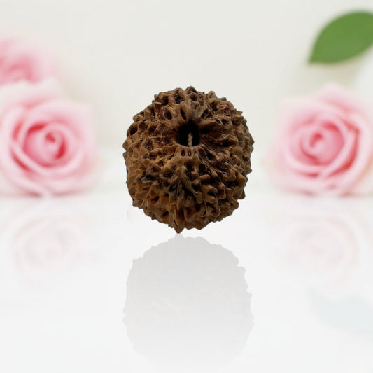 Natural 15 Mukhi Rudraksha